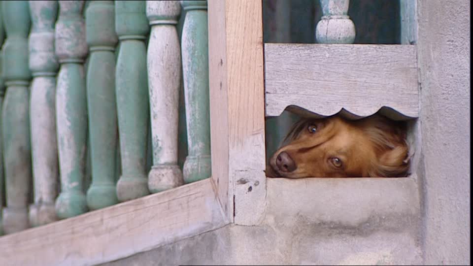 il musetto triste di un cane chiuso sul balcone