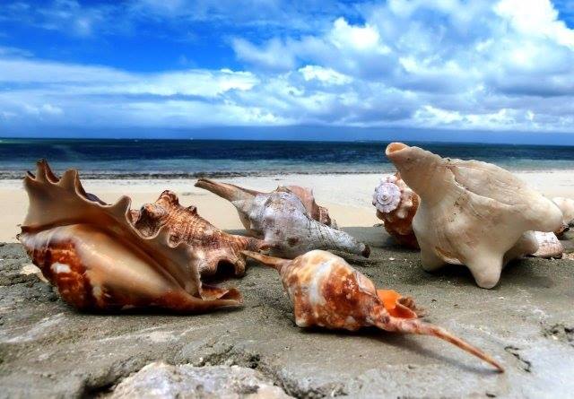 Zanzibar, le conchiglie cipree