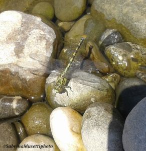 Libellula su sassi