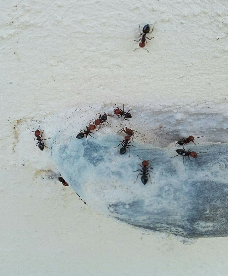 Formiche: rimedi naturali anti formiche