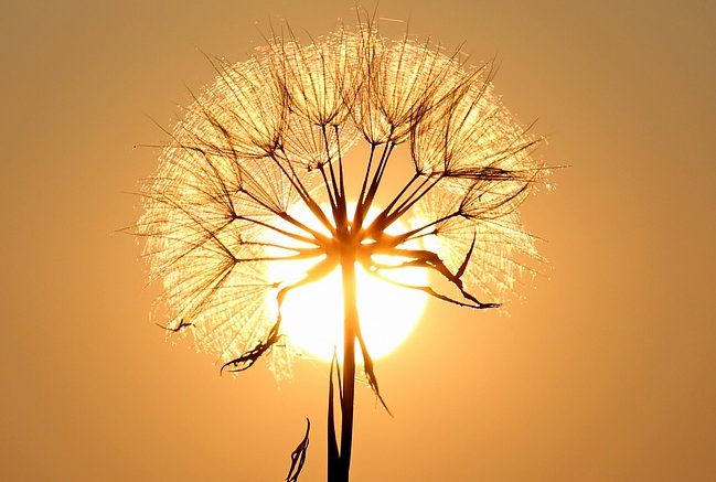 Solstizio d'estate, sole dietro un fiore 