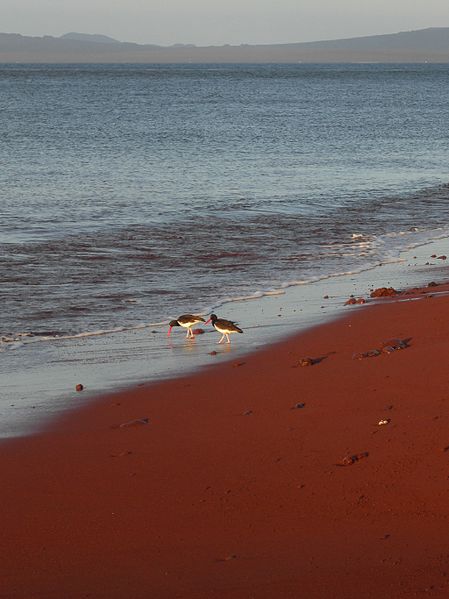 Le spiagge più strane del mondo, Rabida Island Galapagos