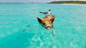 Le spiagge più strane del mondo, Pig Beach