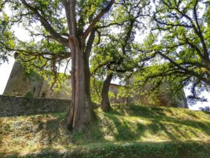 Castello di Monti di Licciana, il castello visto dal bosco