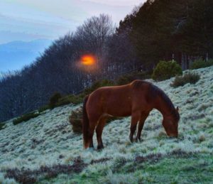 Parco Regionale delle Alpi Apuane, Campocecina