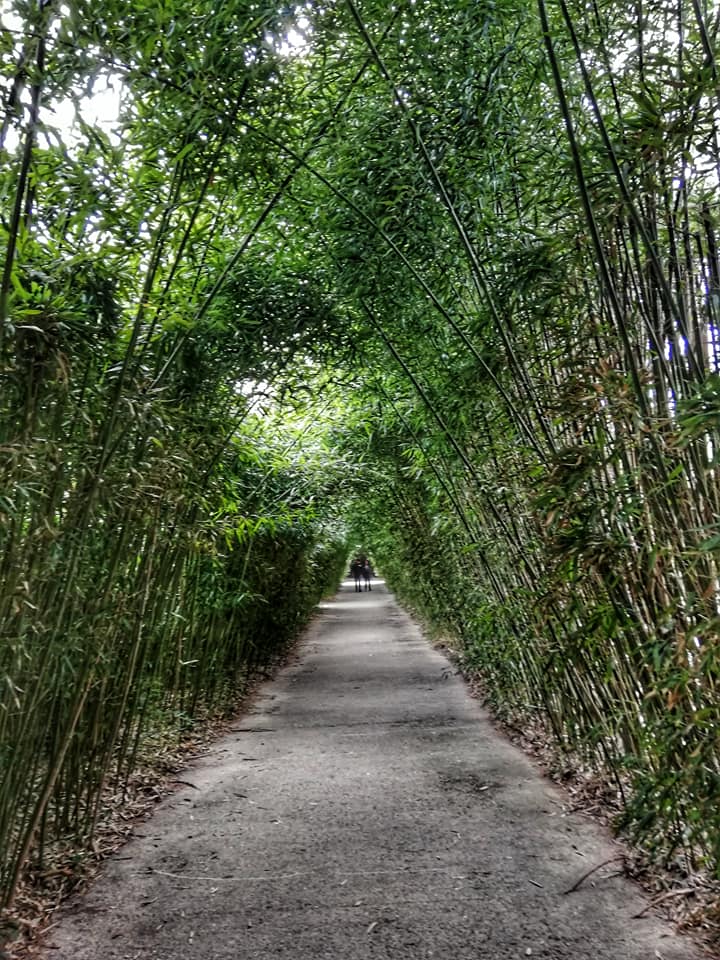 Labirinto della Masone, scorcio