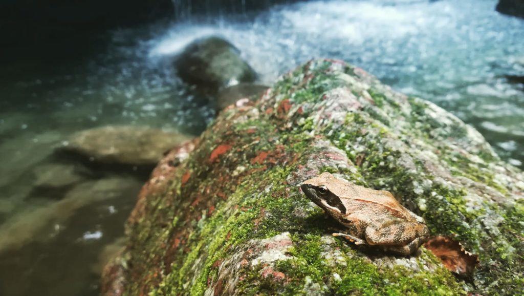 Stretti di Giaredo, incontro con un abitante del luogo