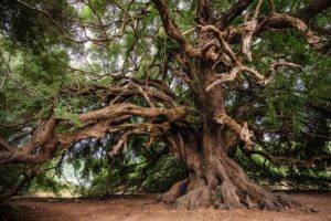 Festa degli Alberi, antico albero