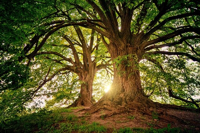 Festa degli Alberi, scorcio di un bosco