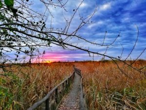 Oasi Lipu Massaciuccoli, tramonto sull'oasi