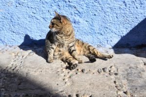 Mete gattofile, Chefchaouen, Marocco