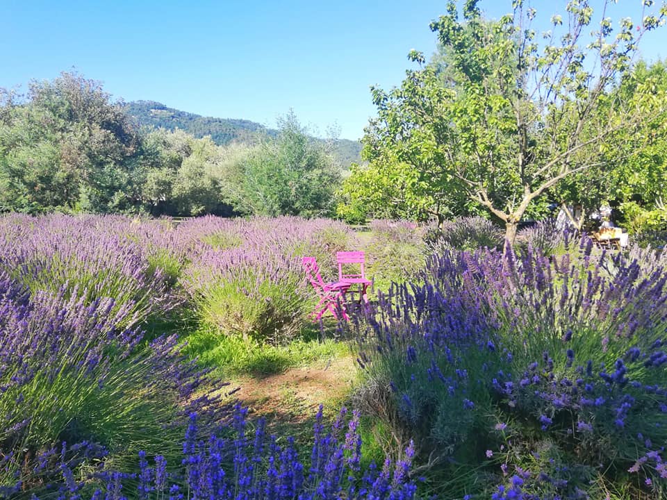 Lavanda di Massarosa