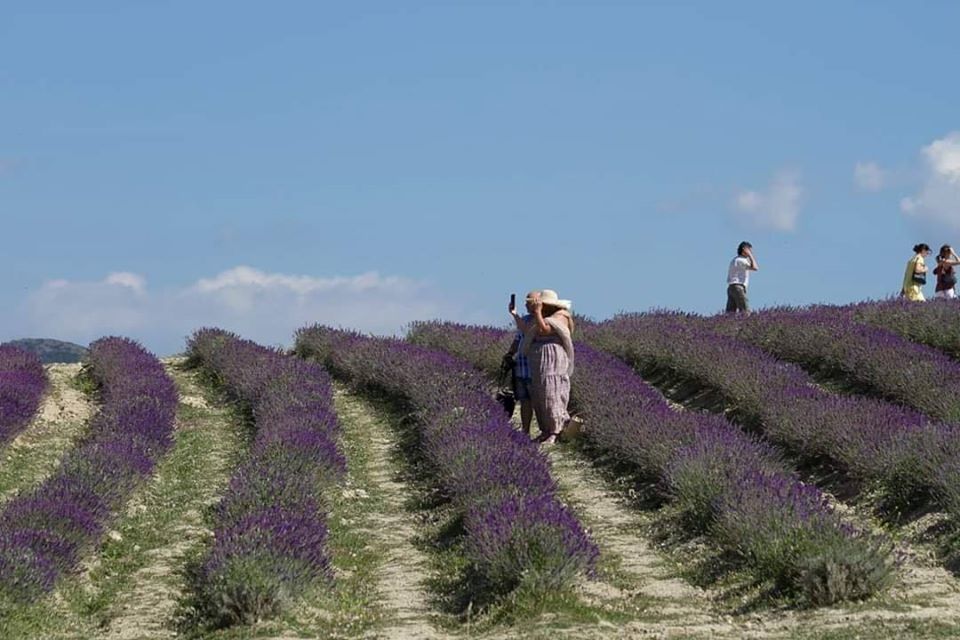 Lavanda in Toscana, Santa Luce