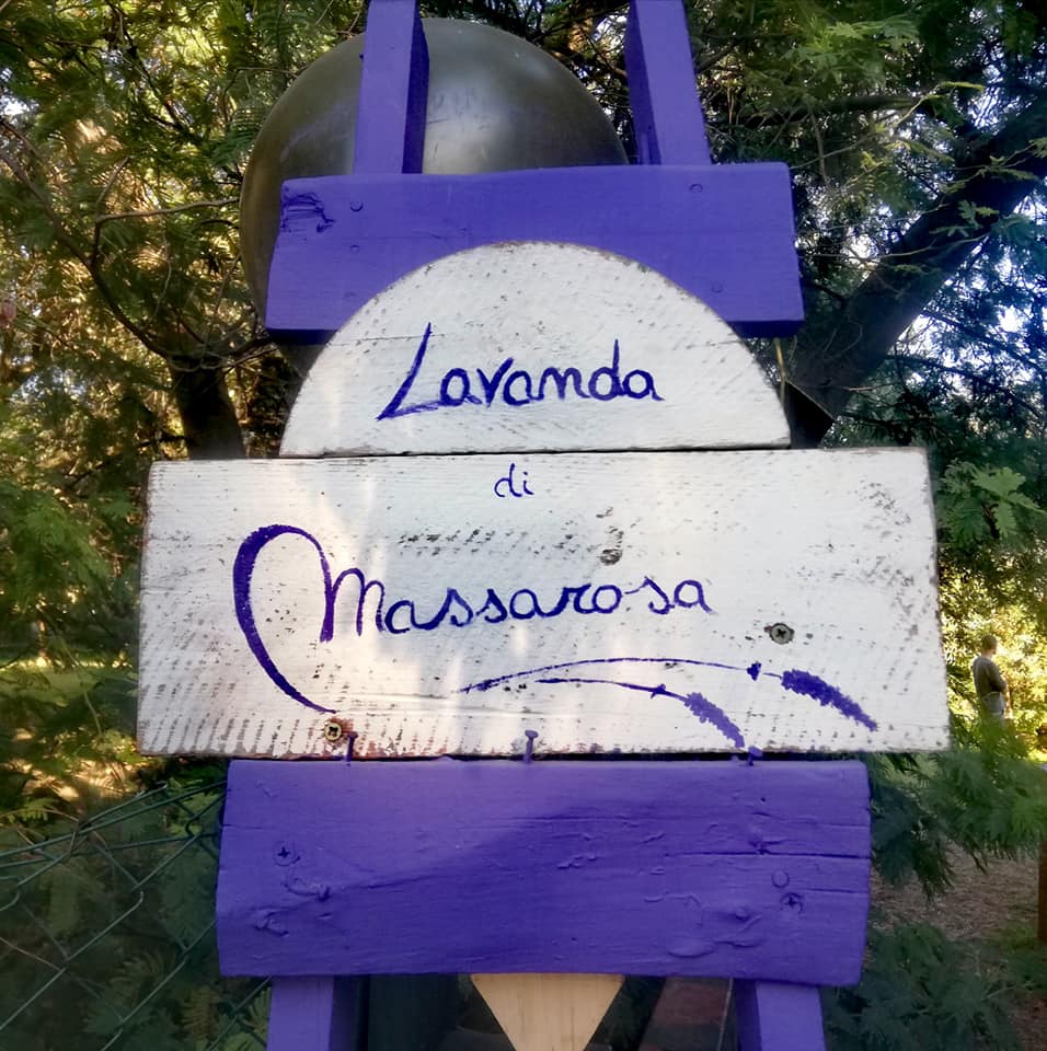 Lavanda di Massarosa, ingresso campo