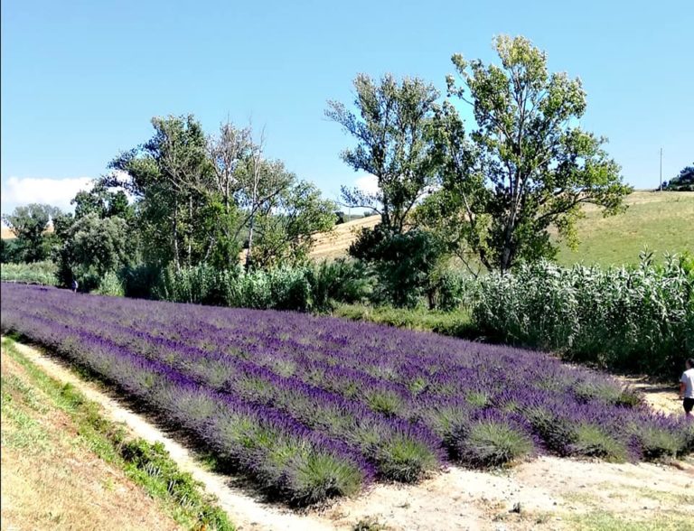 Lavanda in Toscana, i Campi di Santa Luce