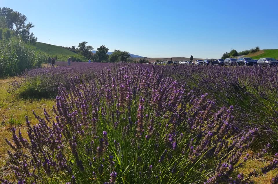 Lavanda di Santa Luce