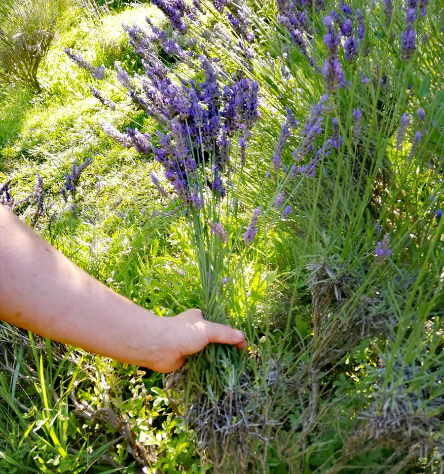 Raccolta a mano della Lavanda di Massarosa