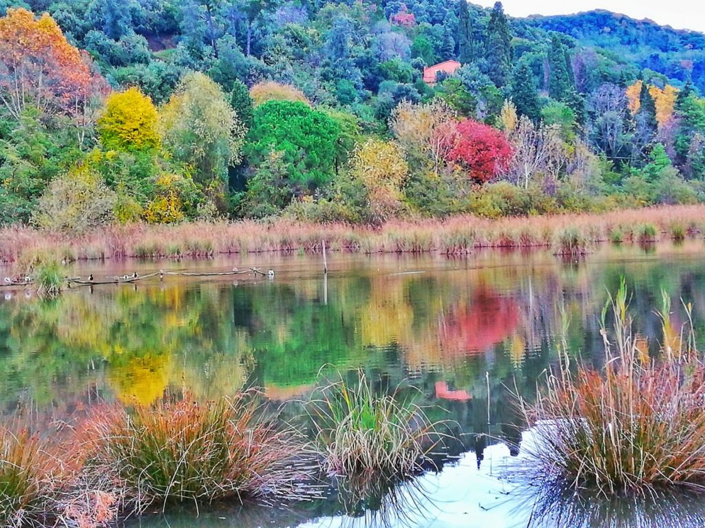 Foliage in Toscana, Oasi Lipu Massacciucoli