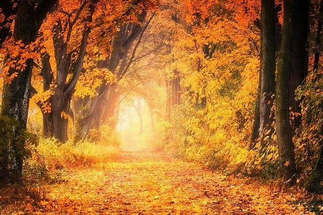 Foliage in Toscana, scorcio