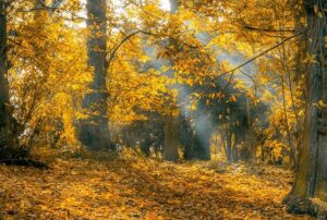 Foliage in Toscana