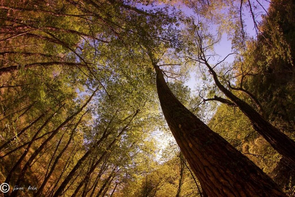 Foliage in Toscana, Alpi Apuane