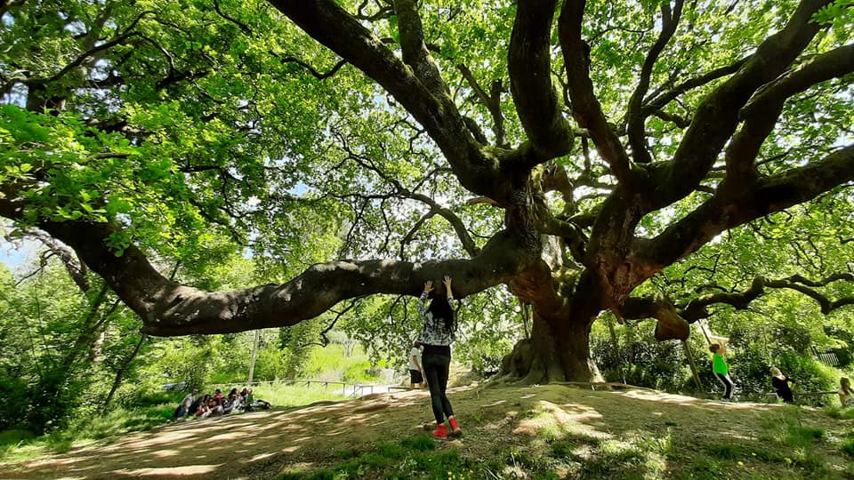 Quercia delle Streghe, toccando la quercia ho percepito una forte energia