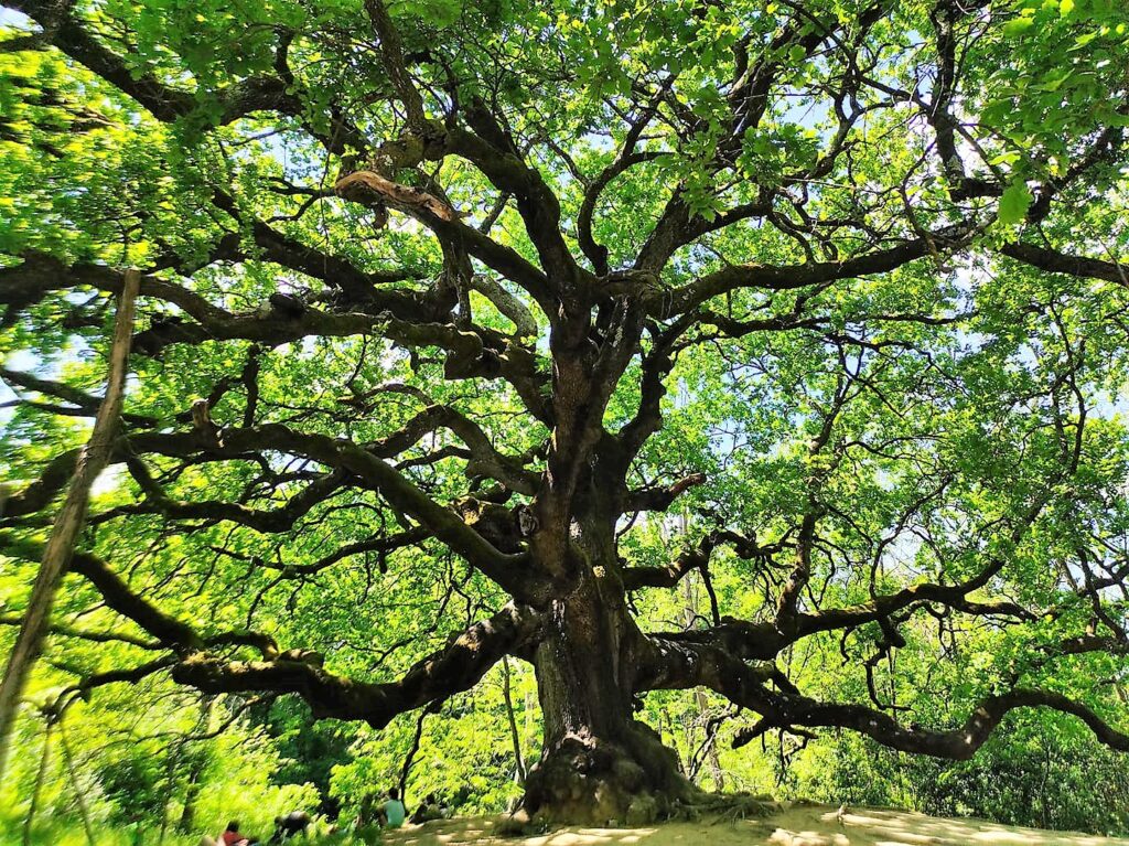 La maestosa Quercia delle Streghe in tutto il suo splendore