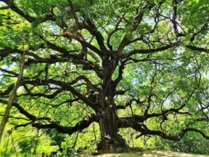 Quercia delle Streghe Lucca