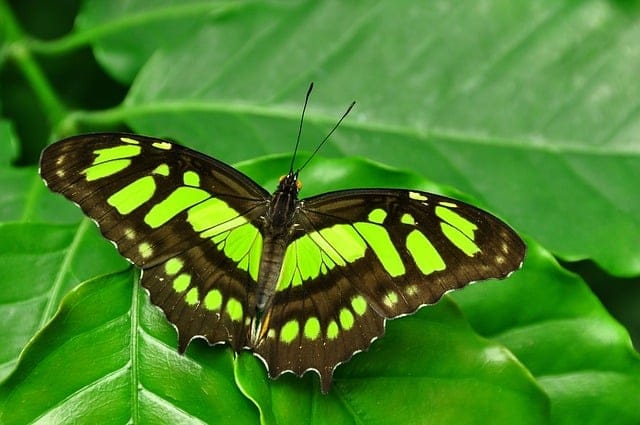 Significato farfalla, una farfalla marrone e verde