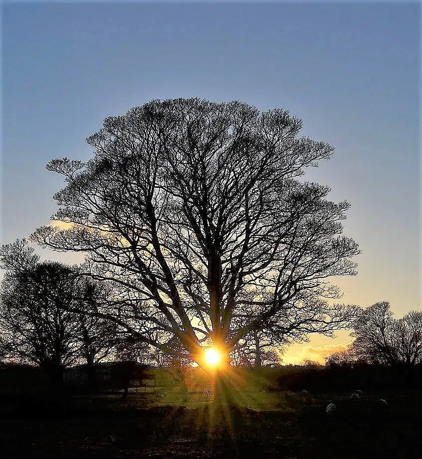 Il  sole tra i rami di un albero nel giorno di Yule, il solstizio d'inverno