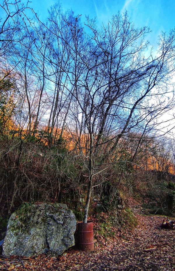 Natura maestra di Resilienza, albero cresciuto in un bidone abbandonato nel bosco