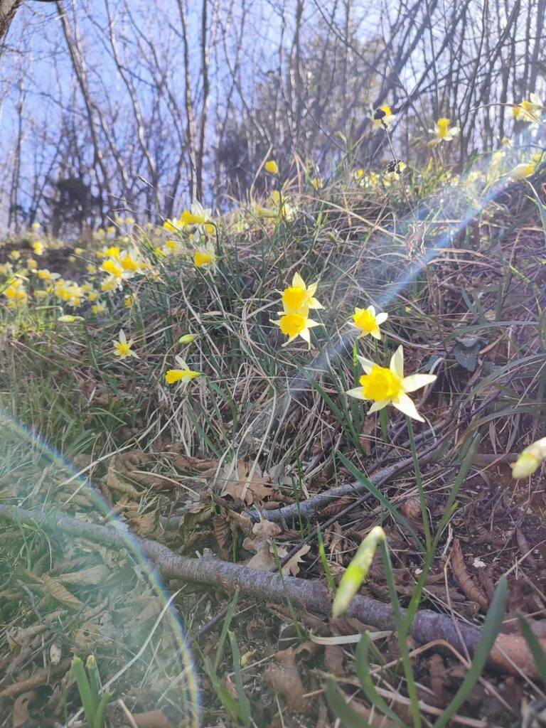 Equinozio di primavera, narcisi nel bosco