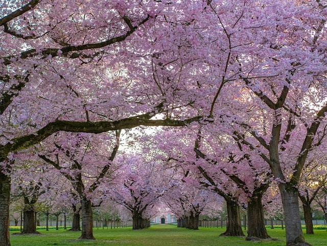 fioritura dei ciliegi in un parco