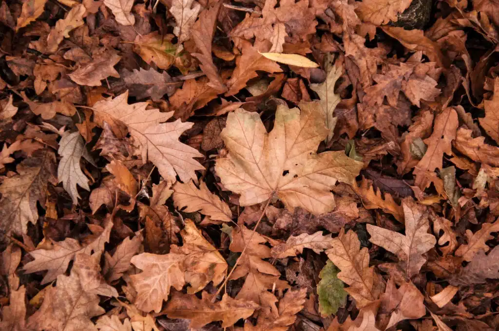 Tappeto di foglie, copertina articolo frasi su Ottobre