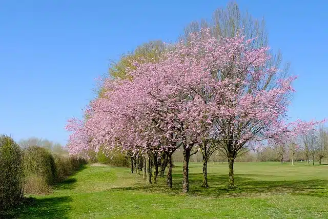 Fioritura dei ciliegi in Italia