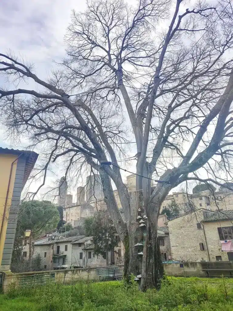 Il Bagolaro ultracentenario di San Gimignano